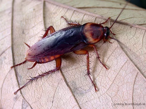 A reddish-brown American cockroach with a pale-edged shield behind its head, on a dry leaf