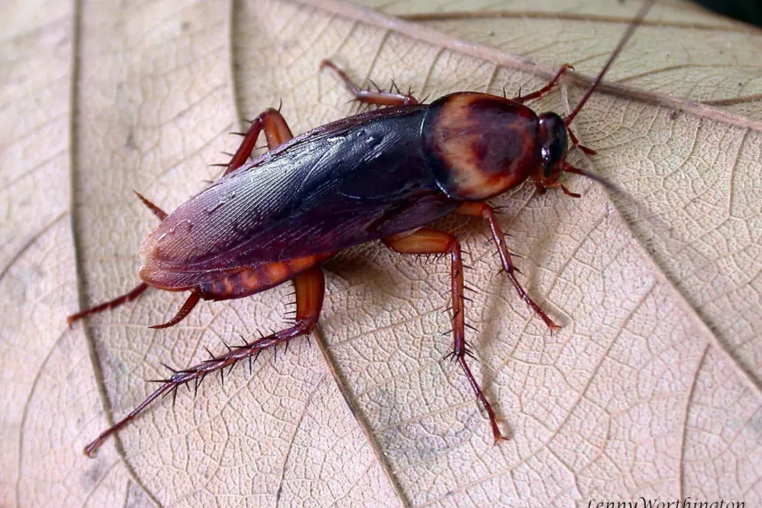 Reddish-brown American cockroach with a pale-edged shield behind its head, on a dry leaf