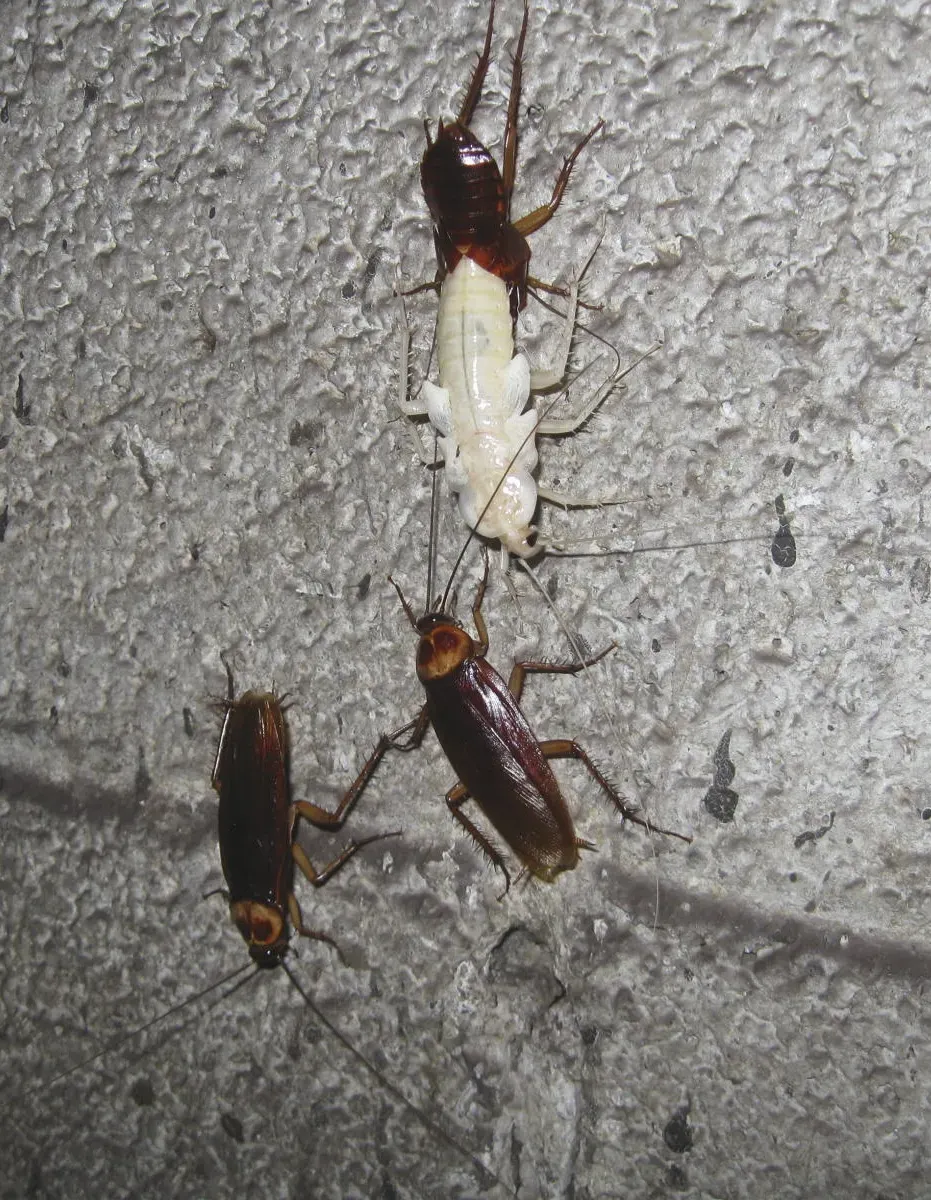 Several American cockroaches on a gray wall, including a pale, freshly molted one