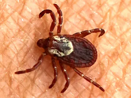 Female American dog tick, dark reddish brown with a cream-colored shield, crawling on human skin