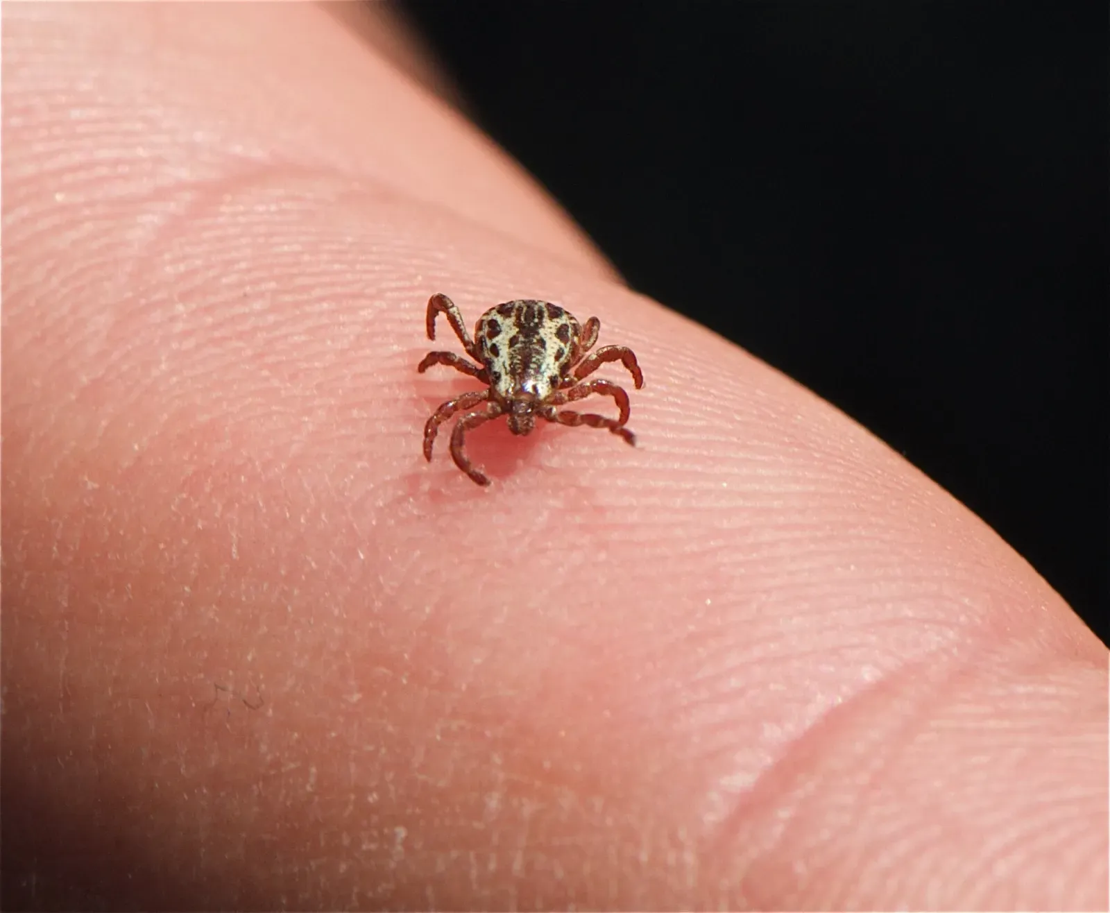 A small American dog tick with a mottled cream back crawling on a fingertip