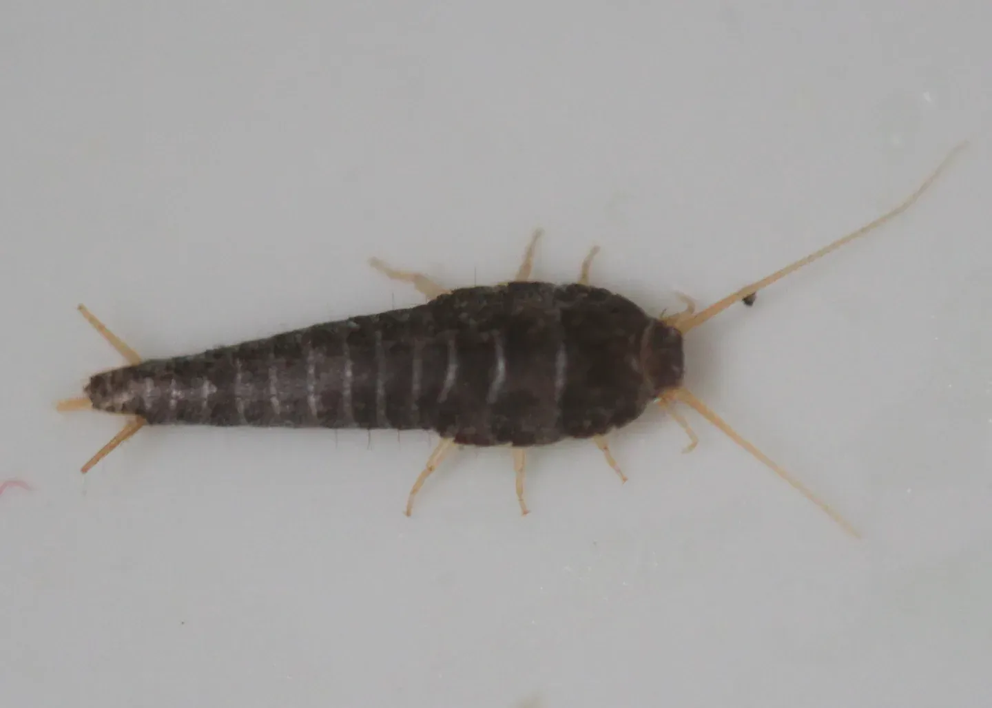 Silverfish on a white surface, about half an inch long, with a gray, carrot-shaped body, two long antennae and three long tail bristles