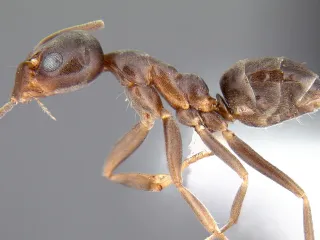 Side view of an Argentine ant worker, a small, plain brown ant with long legs and a single bump on its waist