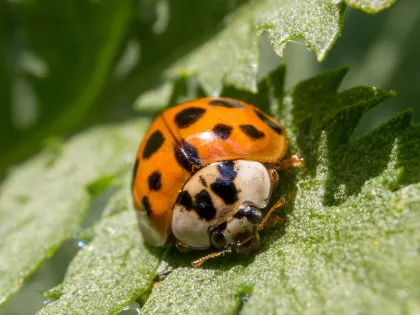 Orange Asian lady beetle with black spots and a white, M-marked shield behind its head, on a leaf