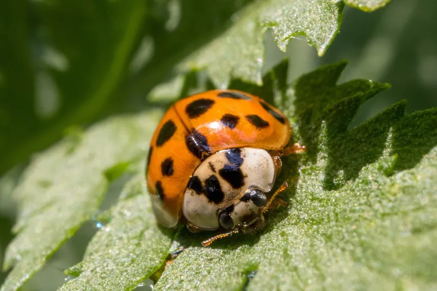 Orange Asian lady beetle with black spots and a white, M-marked shield behind its head, on a leaf