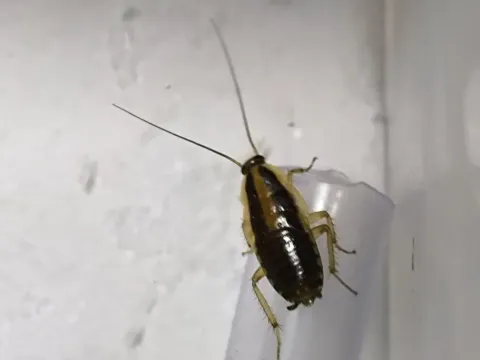 A small, dark early-stage German cockroach nymph with a pale stripe on its back