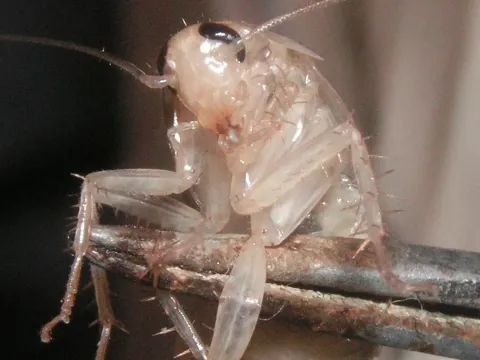A pale, almost white German cockroach just after molting, held in tweezers