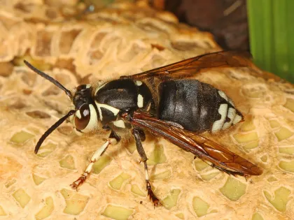 Bald-faced hornet, black with a white face and white bands near the tail, resting on a surface outdoors