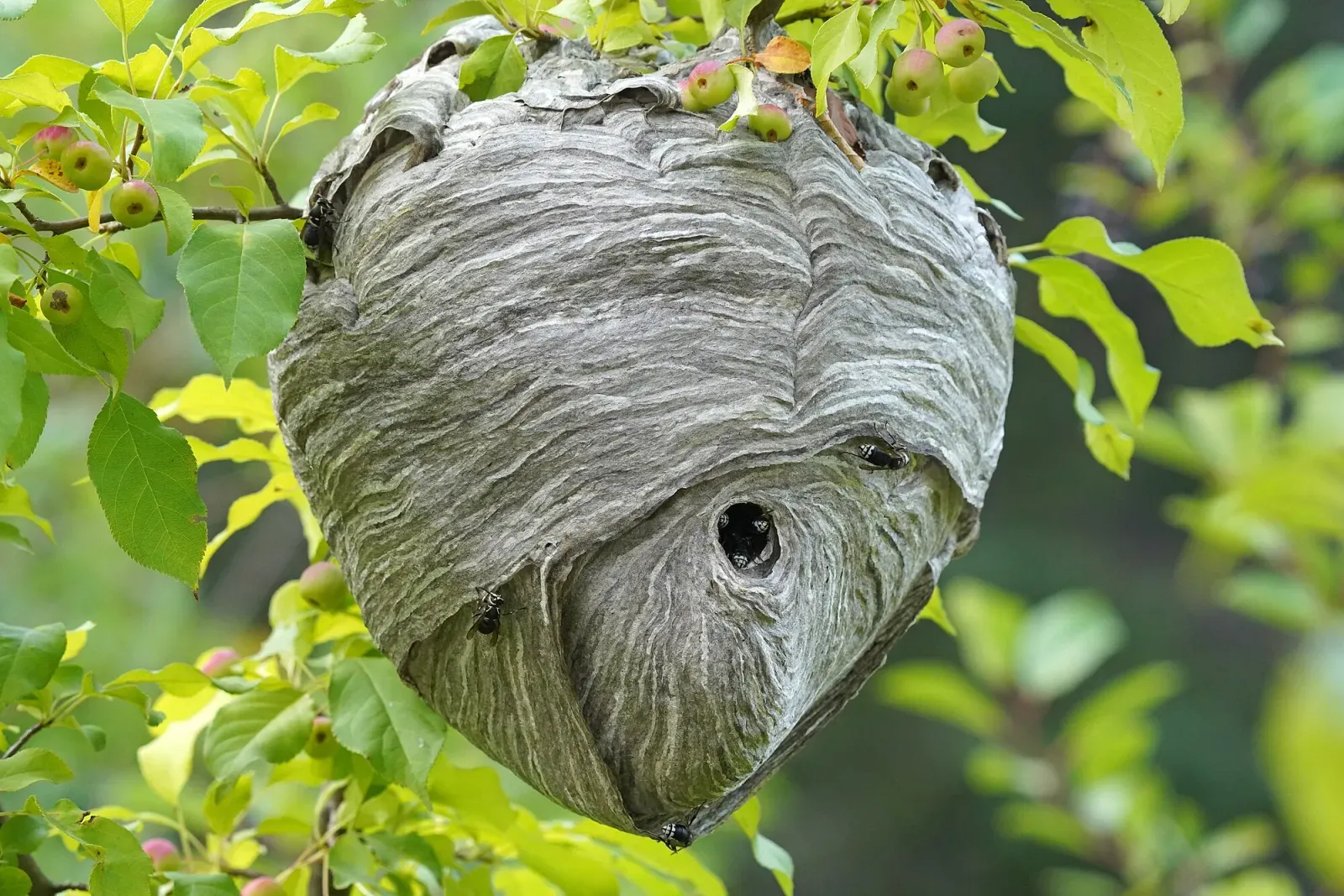 A gray, football-shaped bald-faced hornet nest made of papery layers, hanging among leafy branches
