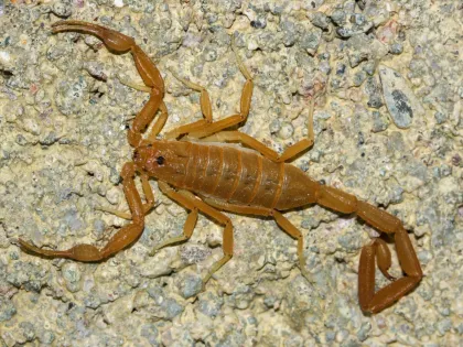 Slender, straw-colored Arizona bark scorpion with thin pincers and a long curled tail, on rough rock