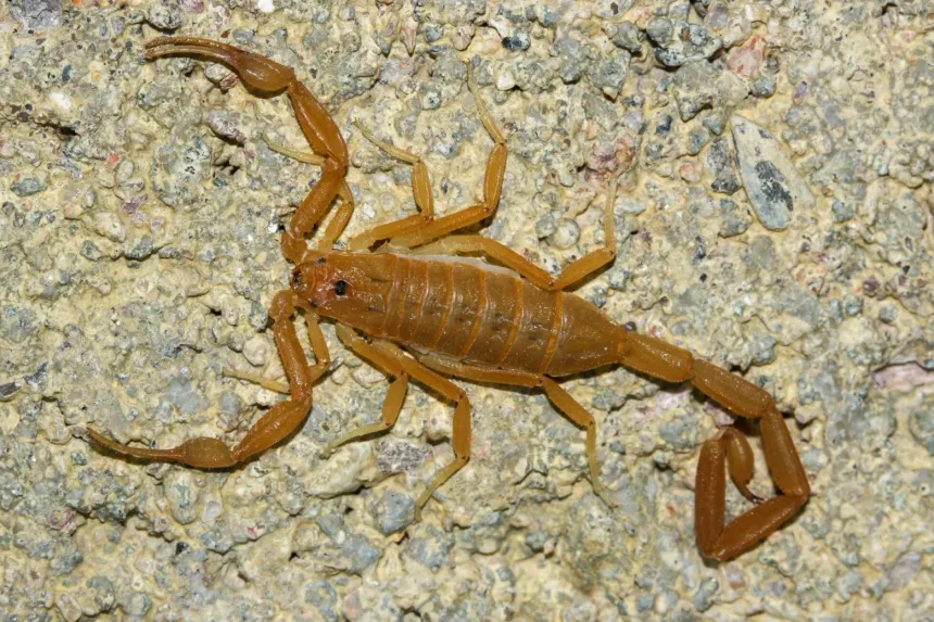Slender, straw-colored Arizona bark scorpion with thin pincers and a long curled tail, on rough rock