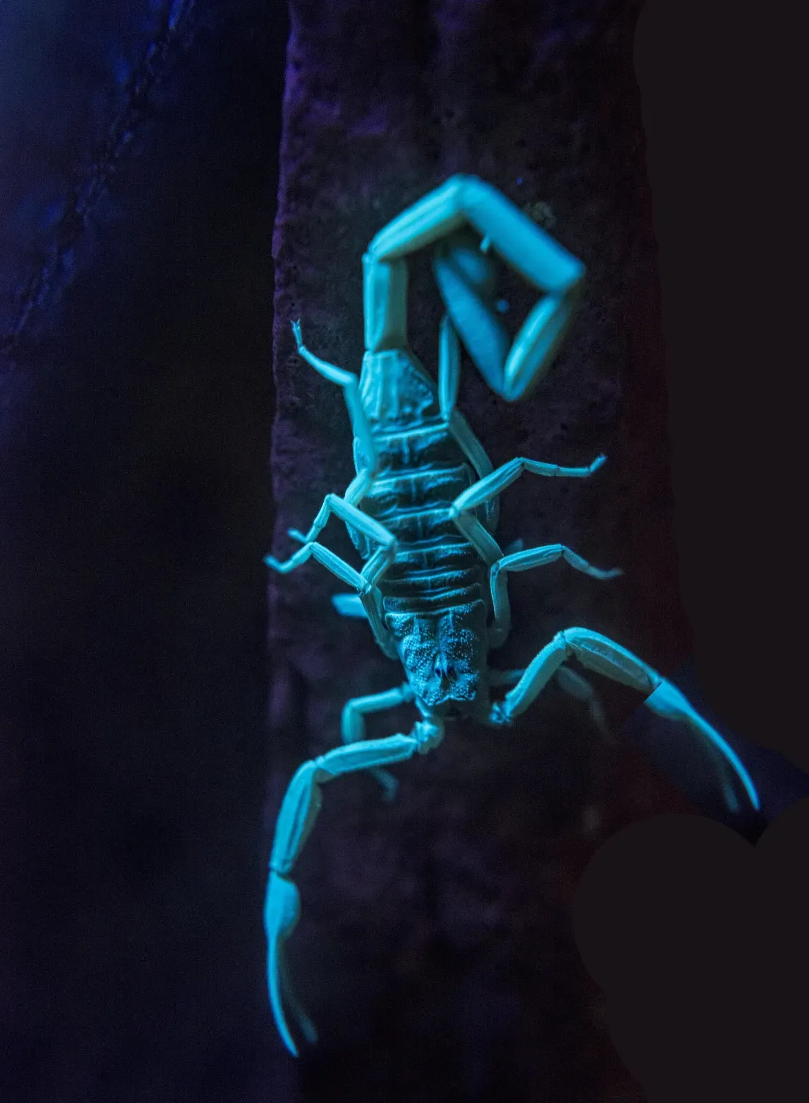 An Arizona bark scorpion glowing bright blue-green under a black light at night