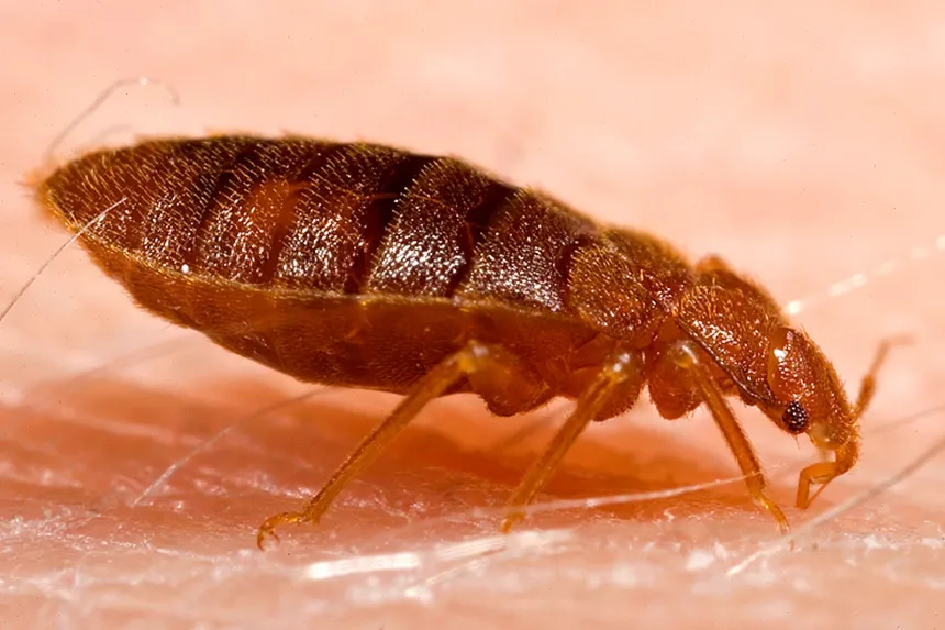 Adult bed bug, flat and reddish brown, feeding on a person’s arm
