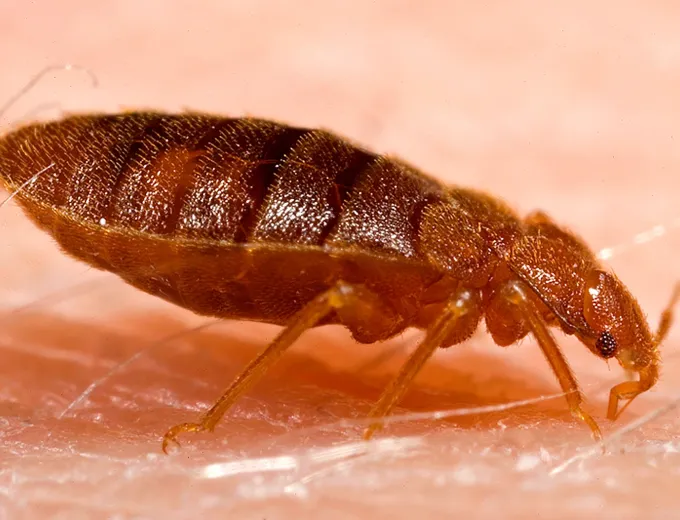 An adult bed bug