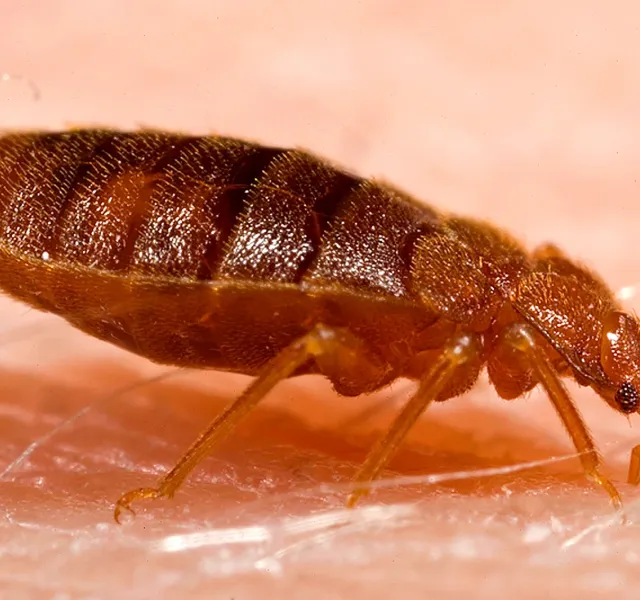 Bed bugs