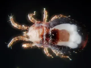 Close-up of a bird mite, a tiny oval mite with eight legs and a body partly red from a blood meal