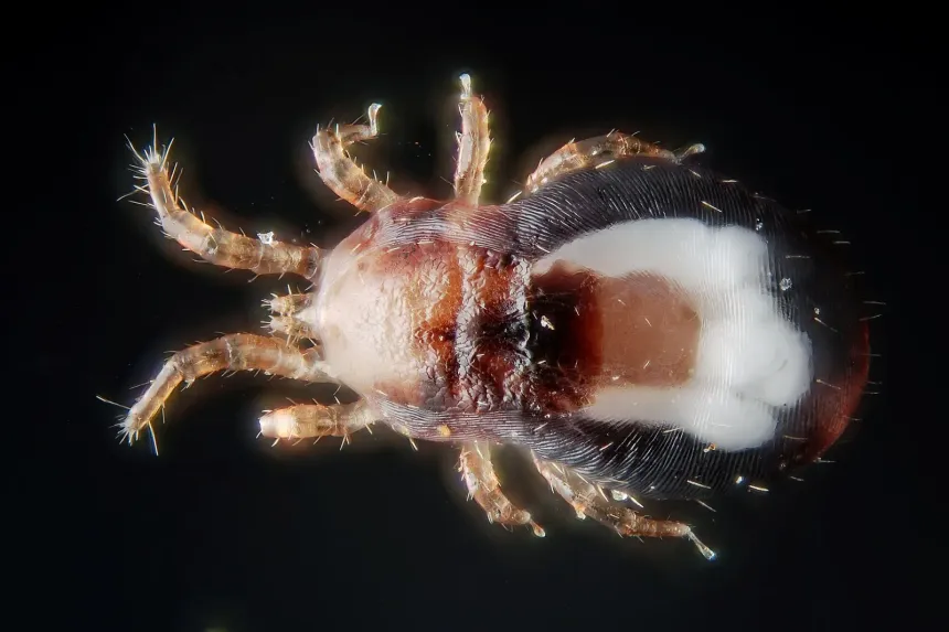 Close-up of a bird mite, a tiny oval mite with eight legs and a body partly red from a blood meal