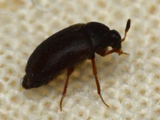 Photo: Ryan Hodnett, CC BY-SA 4.0, via Wikimedia Commons Small, shiny black carpet beetle with an oval body and reddish-brown legs, standing on woven fabric