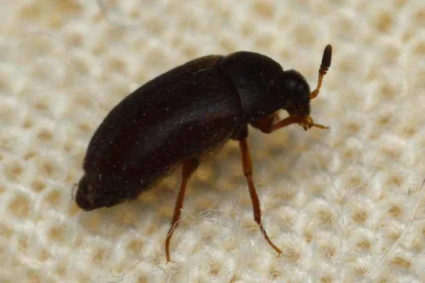 Small, shiny black carpet beetle with an oval body and reddish-brown legs, standing on woven fabric