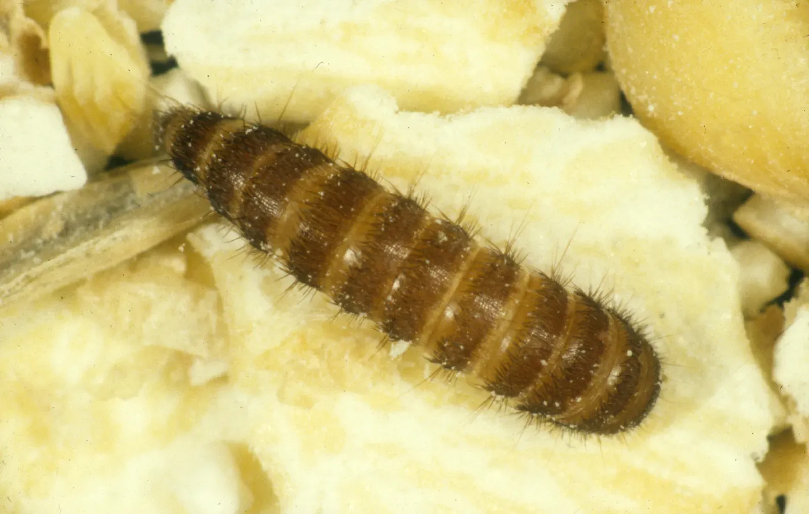 A carrot-shaped golden-brown black carpet beetle larva with a tail tuft, on crumbled grain