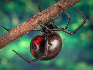 Female black widow spider with a glossy black abdomen and red hourglass