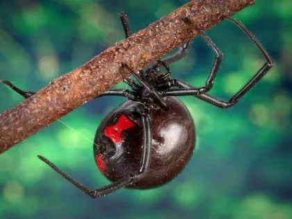 Female black widow spider with a glossy black abdomen and red hourglass