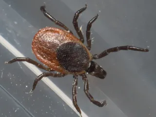 Photo: xpda, CC BY-SA 4.0, via Wikimedia Commons Female blacklegged tick with a dark shield, reddish-orange back and black legs, seen from above