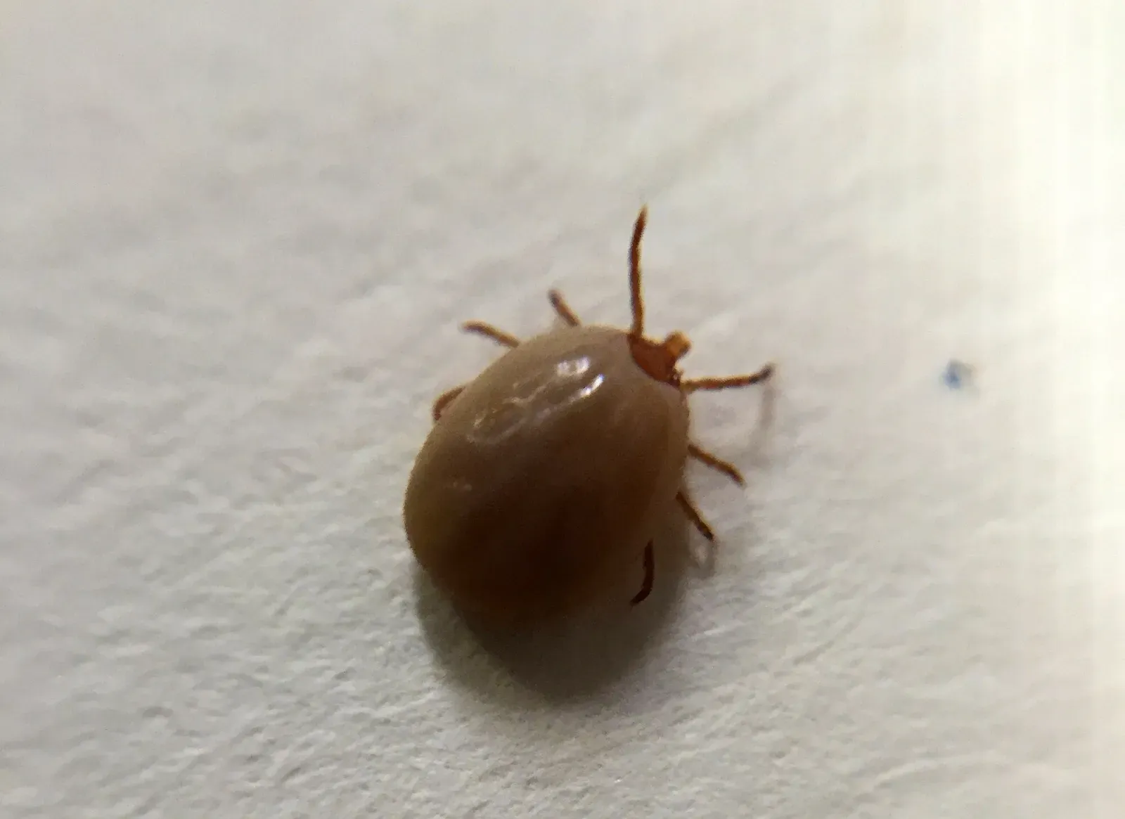 A blood-swollen female blacklegged tick, brown and bean-shaped, with short legs at the front