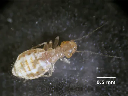 Close-up of a pale, wingless booklouse with a soft, rounded body and long thin antennae
