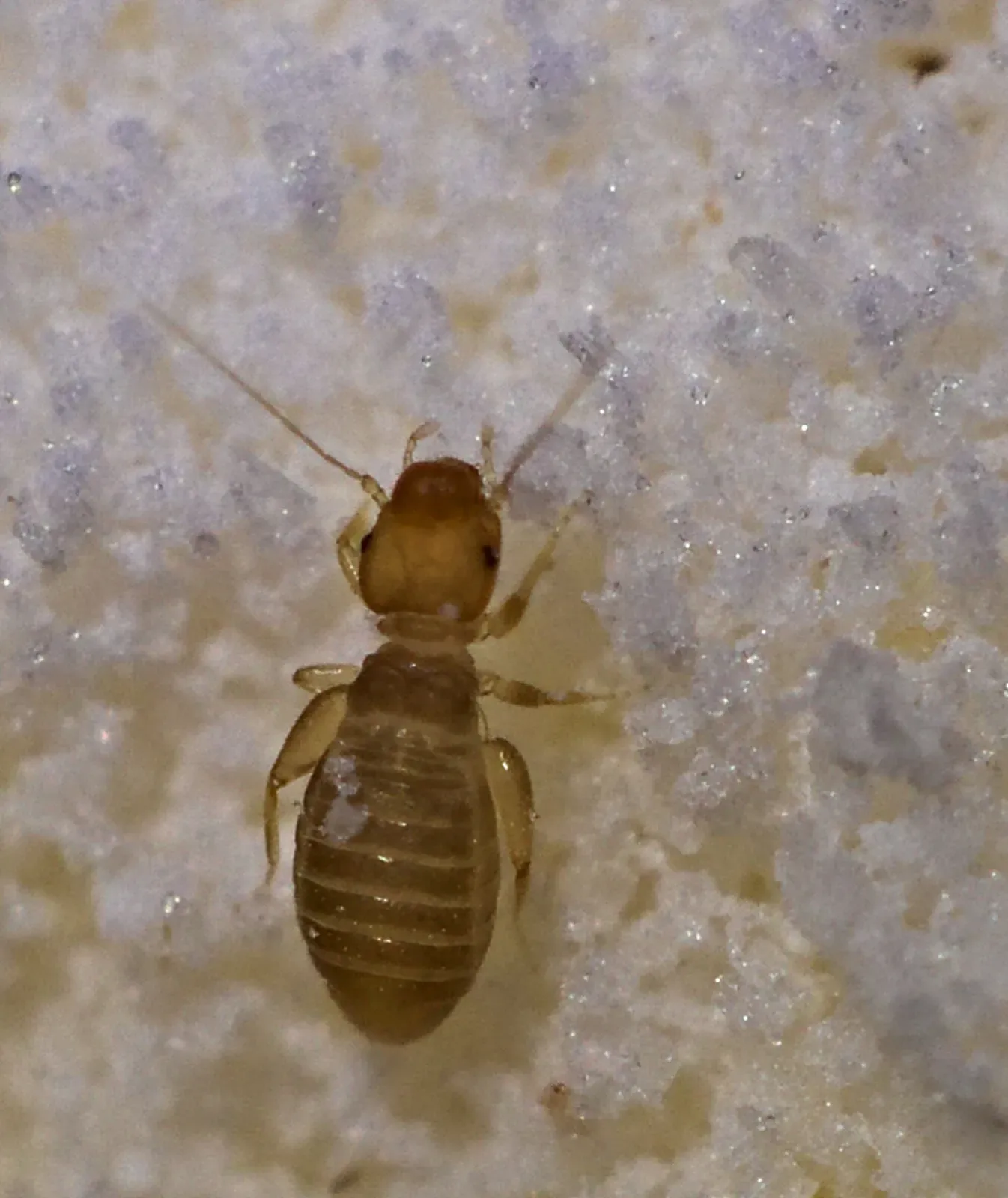 A tiny tan booklouse crawling over white flour