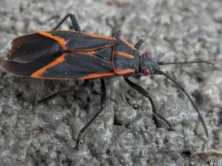Boxelder bug, black with red-orange stripes along its back and wing edges, walking on concrete