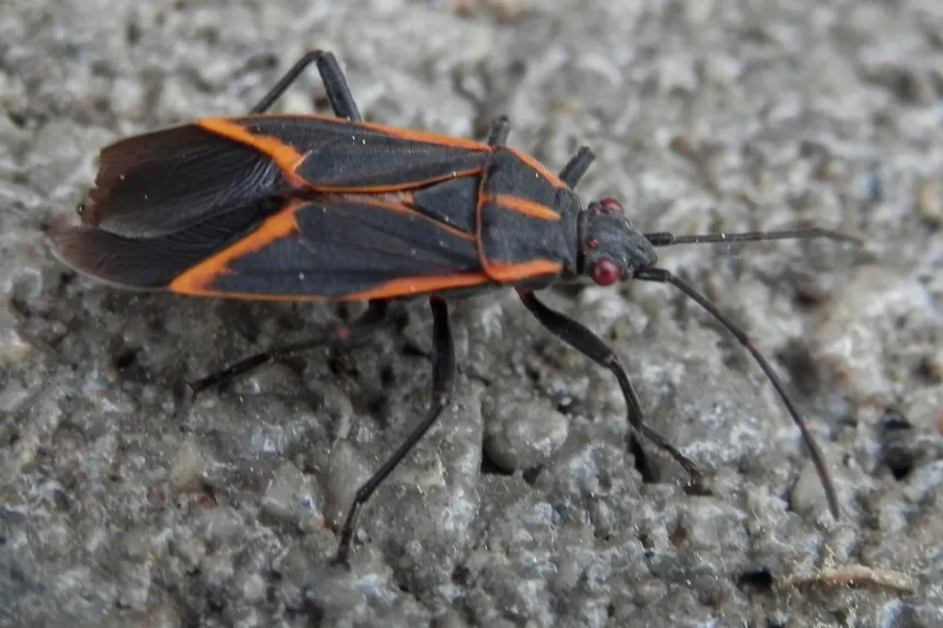Boxelder bug, black with red-orange stripes along its back and wing edges, walking on concrete
