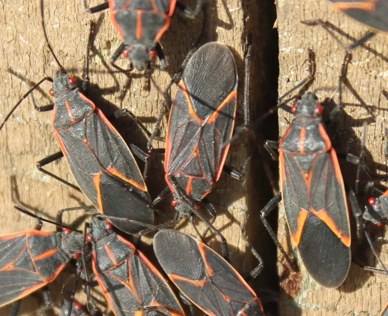 A cluster of black-and-red boxelder bugs crowded together on a wooden post