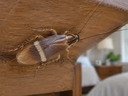 A small light brown brown-banded cockroach with two pale bands across its wings on the underside of a wooden bedroom nightstand