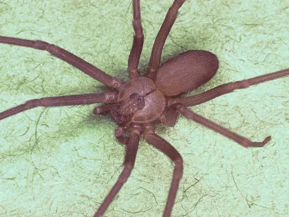 Brown recluse spider showing the dark violin mark and plain tan legs
