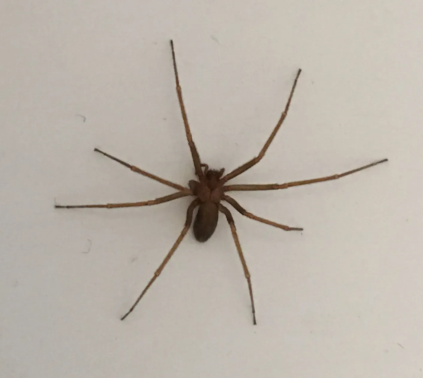 A plain tan-brown brown recluse spider with long thin legs resting flat on a white indoor wall