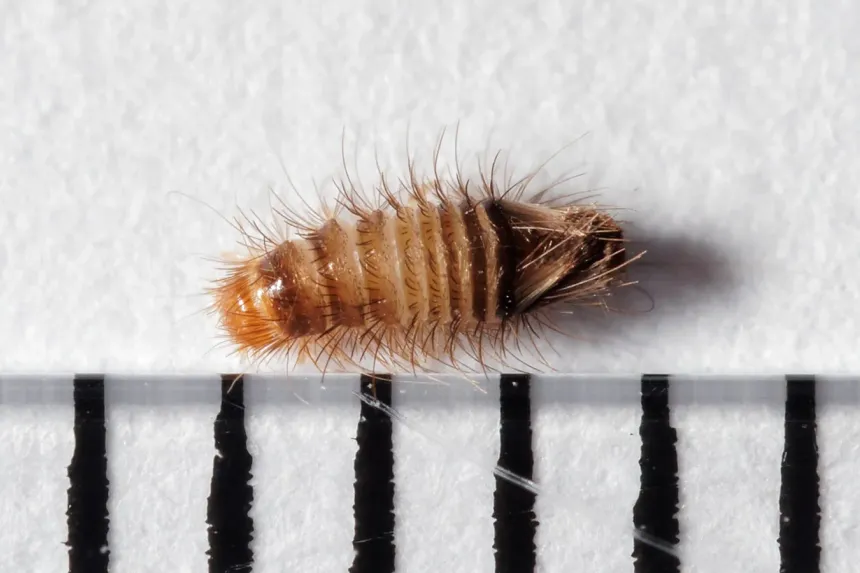 A fuzzy, striped brown carpet beetle larva about 4 millimeters long, lying next to a millimeter scale