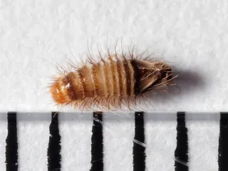Photo: Arnoldius, CC BY-SA 4.0, via Wikimedia Commons A fuzzy, striped brown carpet beetle larva about 4 millimeters long, lying next to a millimeter scale