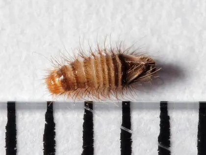 A fuzzy, striped brown carpet beetle larva about 4 millimeters long, lying next to a millimeter scale