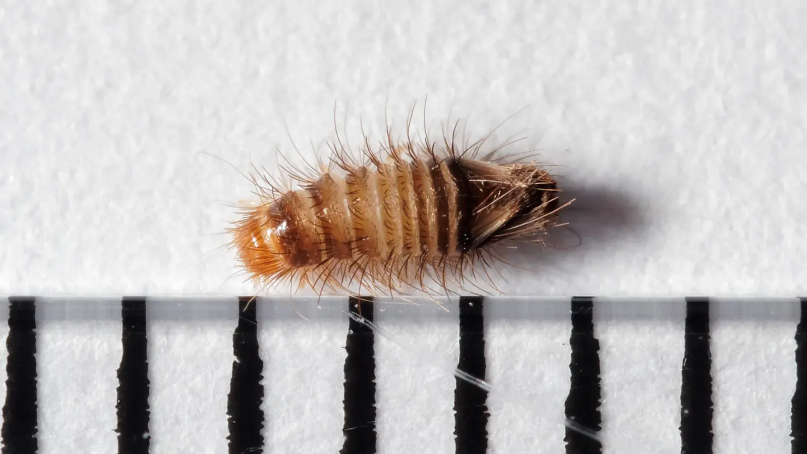 A hairy, striped brown varied carpet beetle larva next to a millimeter ruler, about 4 millimeters long
