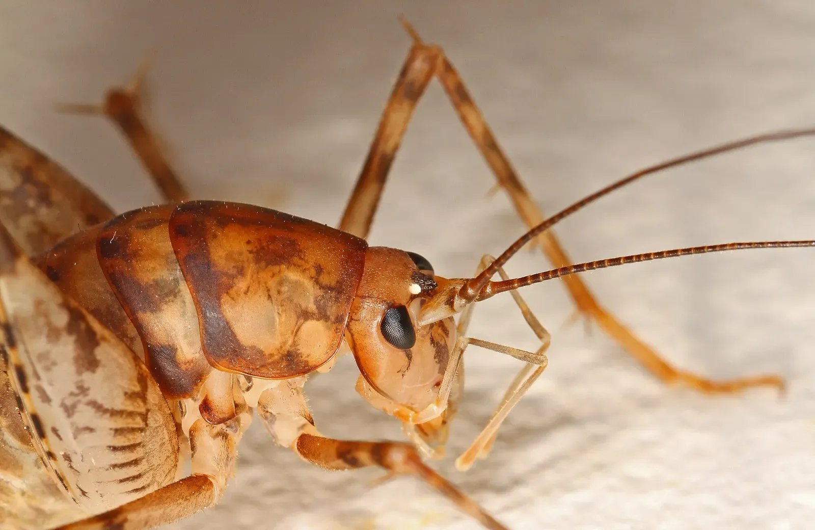 Close-up of a camel cricket, tan with dark bands, a humped back and long spiny legs and antennae