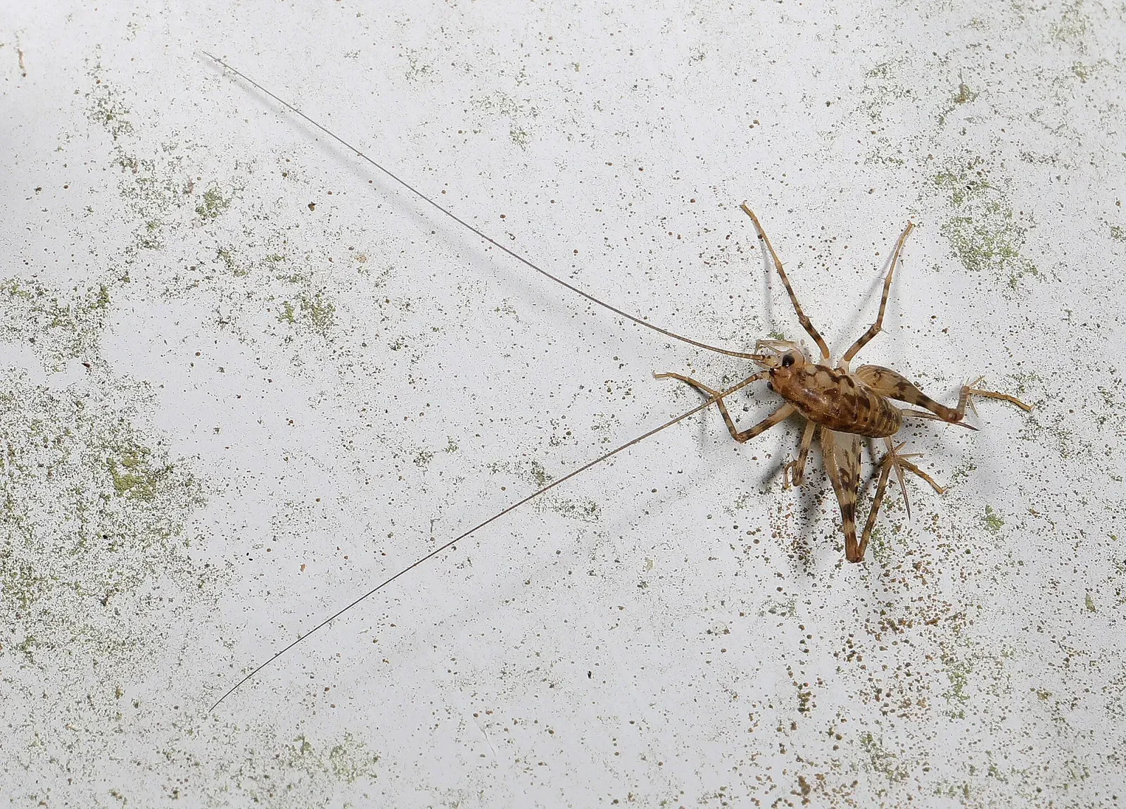 A tan camel cricket with very long antennae and long legs sitting on a stained white wall