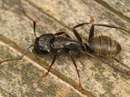 Large black carpenter ant with fine golden hairs on its abdomen, walking across weathered wood