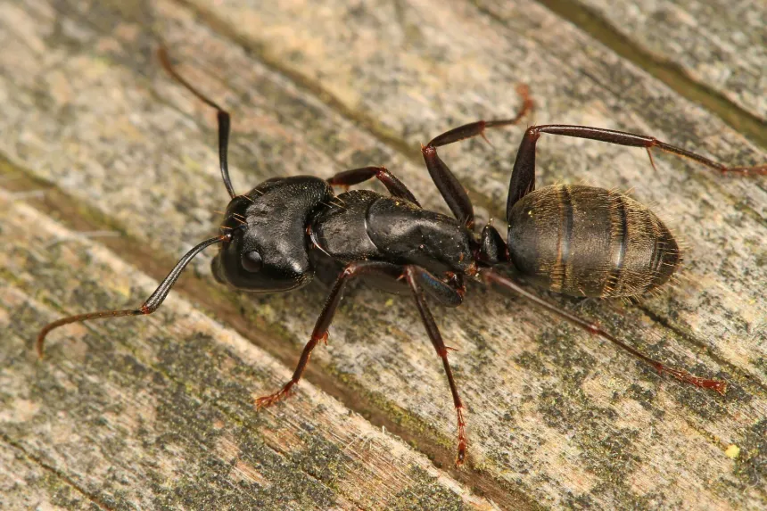 Large black carpenter ant with fine golden hairs on its abdomen, walking across weathered wood