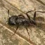 A carpenter ant