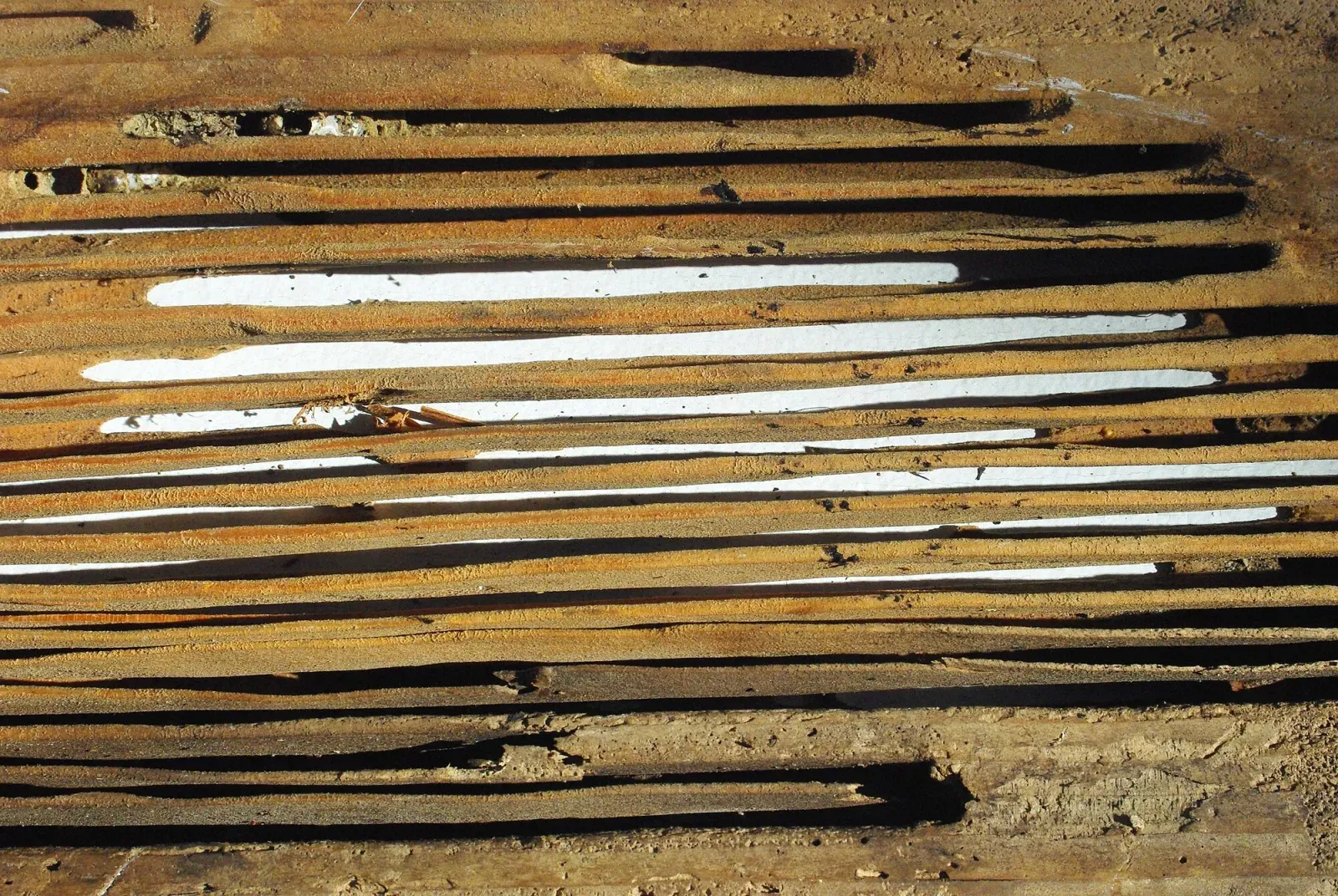 A wooden board hollowed into clean, smooth parallel galleries by carpenter ants
