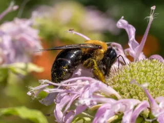 Eastern carpenter bee with a fuzzy yellow thorax and a shiny, bare black abdomen, feeding on pink flowers