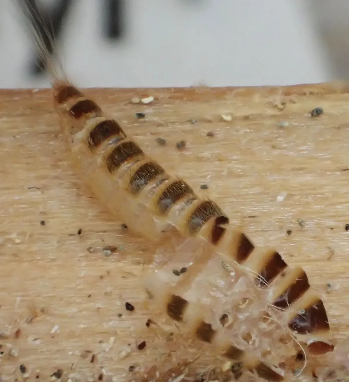 Close-up photo of an empty carpet beetle larva skin, a hollow banded shell with bristles, on a wooden shelf