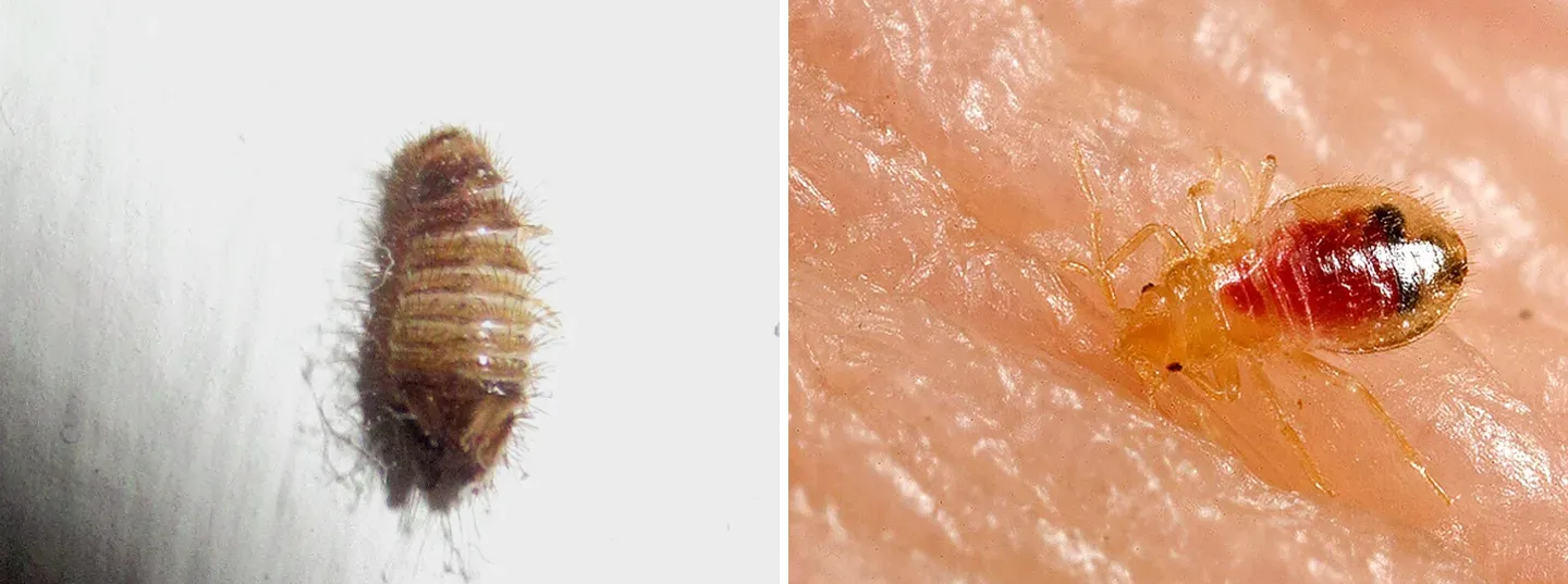 Carpet beetle larva vs bed bug nymph side by side: a fuzzy, striped brown carpet beetle larva on a white wall, and a pale, flat, oval bed bug nymph with a red blood meal showing through its body, on skin