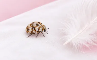 Illustration: macro close-up of a tiny round varied carpet beetle with mottled white, brown and yellow scales on a white pillowcase near a down feather.